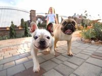 法国斗牛犬的价格是多少?(饲养法国斗牛犬一年的花费)