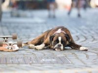 拳师犬通常死于什么?(拳师犬最常见的五大疾病)