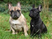 雄性和雌性法国斗牛犬有什么区别?(法国斗牛犬样貌特征和生活习性)