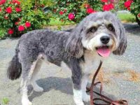 什么是迷你澳大利亚犬,成年后能有多大?