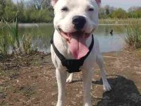 一只白色比特犬要多少钱,寿命一般多少年?