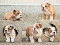 盘点全球出售高质量英国斗牛犬的十大排名地点