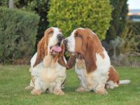 雄性与雌性巴吉度猎犬有什么区别,公的好还是母的好?