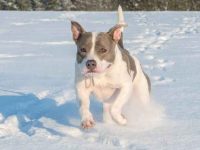 比特犬什么时候剪耳比较好?剪耳的优点和缺点!