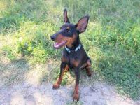 盘点全球出售杜宾犬优质犬舍名单