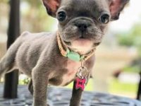 茶杯法国斗牛犬多少钱一只?(饲养茶杯法国斗牛犬的方法技巧)