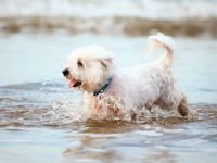 盘点有关马耳他犬最佳的10个救援领养地点