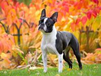 波士顿梗犬公的还是母的适合带孩子,有什么优点?