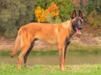 比利时玛利诺犬最稀有颜色是什么?(毛色对玛利诺犬健康有影响吗?)