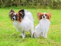 雄性和雌性蝴蝶犬有什么区别?(蝴蝶犬雌雄性的性格特征详解)