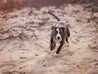 斗牛犬肥胖怎么办?(斗牛犬过胖的喂食及减肥方法)