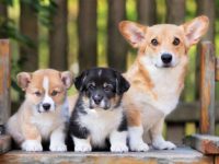 盘点全球出售高质量柯基犬的十大排名地点