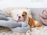 英国斗牛犬大概要多少钱一只?