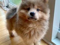 迷你松狮犬的价格是多少?(迷你松狮犬的寿命有多长)