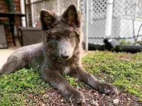 什么是蓝湾牧羊犬?(蓝湾牧羊犬的历史和起源)