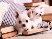 吉娃娃能看家门吗?(雄性吉娃娃还是雌性更适合家庭伴侣?)