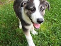 熊猫德国牧羊犬幼犬多少钱一只,寿命有多长?