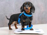 腊肠犬的理想体重是多少,腊肠犬典型生长曲线及体重图表