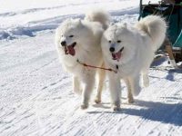 雄性萨摩耶犬与雌性萨摩耶犬有什么区别?