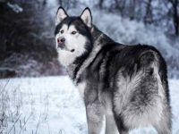 标准阿拉斯加雪橇犬和巨型阿拉斯加雪橇犬有什么区别?