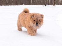 什么是迷你松狮犬?(迷你松狮犬的外观特点)