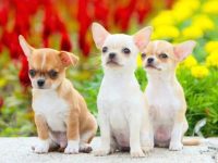 收养一只吉娃娃需要花多少钱?(救助站领养吉娃娃的4个技巧)