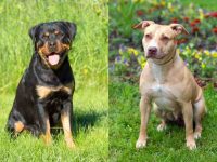 什么是罗威纳比特犬混种?(罗威纳斗牛犬杂交的起源和历史)