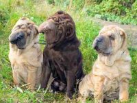 中国沙皮犬有多少种颜色?(中国沙皮狗标准毛色描述和图片)