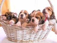 比格犬要多少钱一只?(饲养比格犬每月的成本开销)