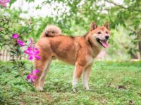 柴犬绝育有什么好处?5招延长柴犬的寿命