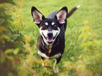 什么是吉娃娃哈士奇混血?(吉娃娃哈士奇杂交的外观特征)