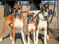 拳师犬有多少品种?(7种拳师犬的颜色和类型解释)