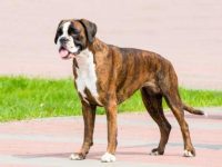 拳师犬最稀有的颜色是什么?(拳师犬幼犬多少钱一只?)