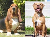 巴吉度猎犬和比特犬混种的历史和起源