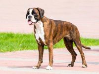 什么是斑纹拳师犬?(斑纹拳师犬的外观特点)