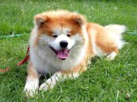 长毛秋田犬要多少钱一只?(长毛秋田犬的寿命有多长)