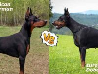 什么是美国杜宾犬和欧洲杜宾犬?它们是一样的吗?