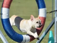 法国斗牛犬是好的家庭犬吗,公母要多少钱一只?