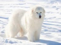 比利牛斯山犬掉毛严重怎么办?背后有这些原因!