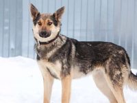 什么是郊狼德国牧羊犬混种?(郊狼德国牧羊犬杂交的历史和起源)