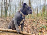 什么是蓝色英国斗牛犬?(蓝色英国斗牛犬的尺寸和重量)