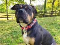 罗威纳斗牛犬混种要多少钱一只?(罗威纳斗牛犬杂交的优缺点)