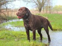 什么是巧克力色拉布拉多犬?(巧克力拉布拉多犬的外观特征)