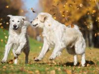 如何预防金毛寻回犬体温过高?这些预防方法你必须知道!