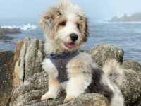 迷你澳大利亚犬要多少钱一只?