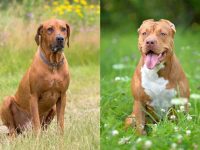 罗得西亚脊背犬斗牛犬杂交的历史和起源