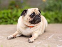 巴哥犬的寿命有多长?(世界上最年长的哈巴狗有多大?)