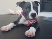 黑白比特犬是好的家庭犬吗?平均寿命一般多少年?