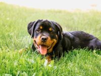 盘点全球出售高质量罗威纳犬的十大排名地点