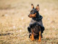 迷你杜宾犬多大的时候可以剪耳朵?(杜宾犬裁耳的最佳时间)